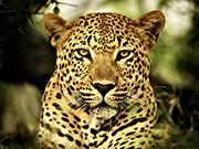 photo - animal: Henry the leopard