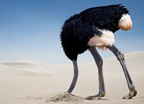 Ostrich with Head in Sand
