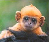 photo - animal: baby monkey