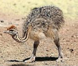 photo - animal: baby ostrich